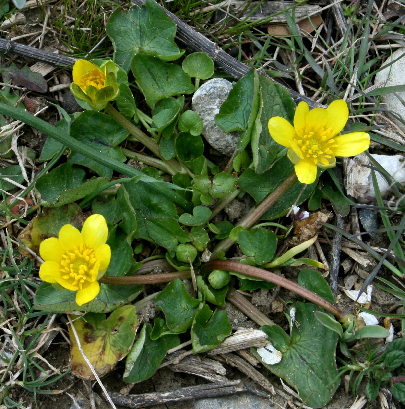 انجیرک